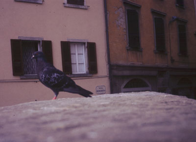 pigeon