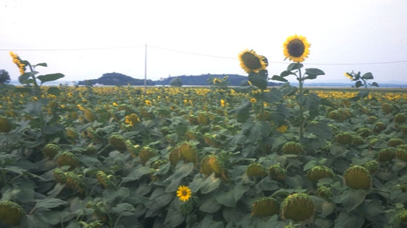 Italian sunflowers
