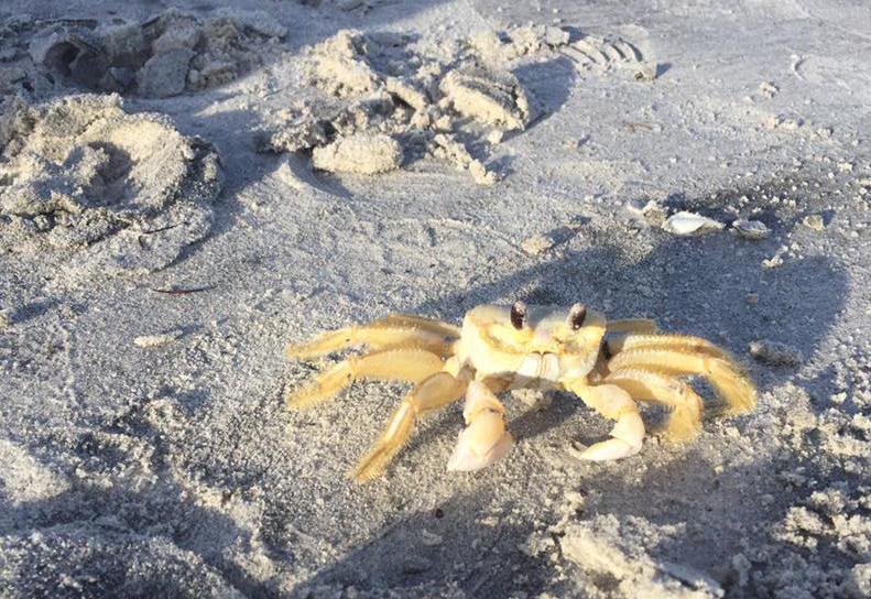 Mr. Crab