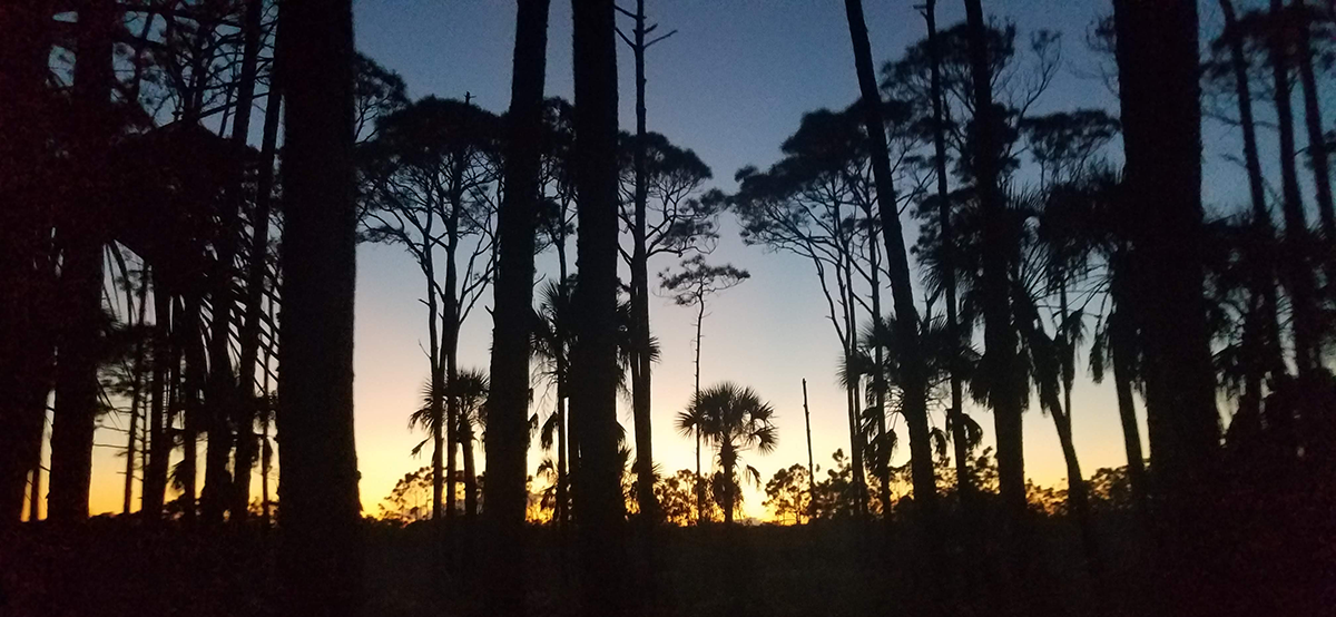 pines and palms