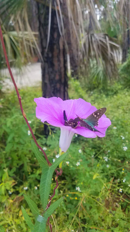 flowers