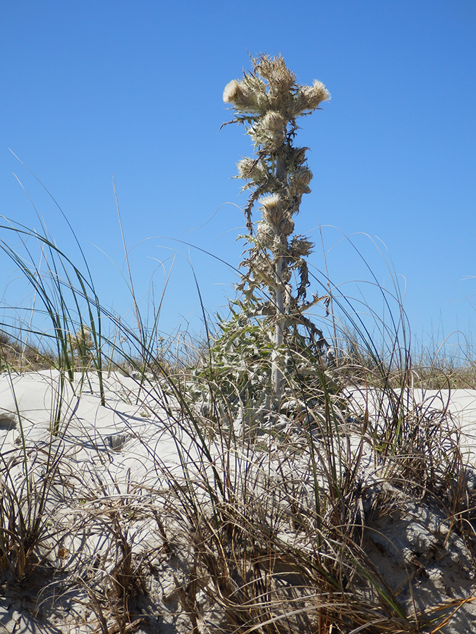 thistle