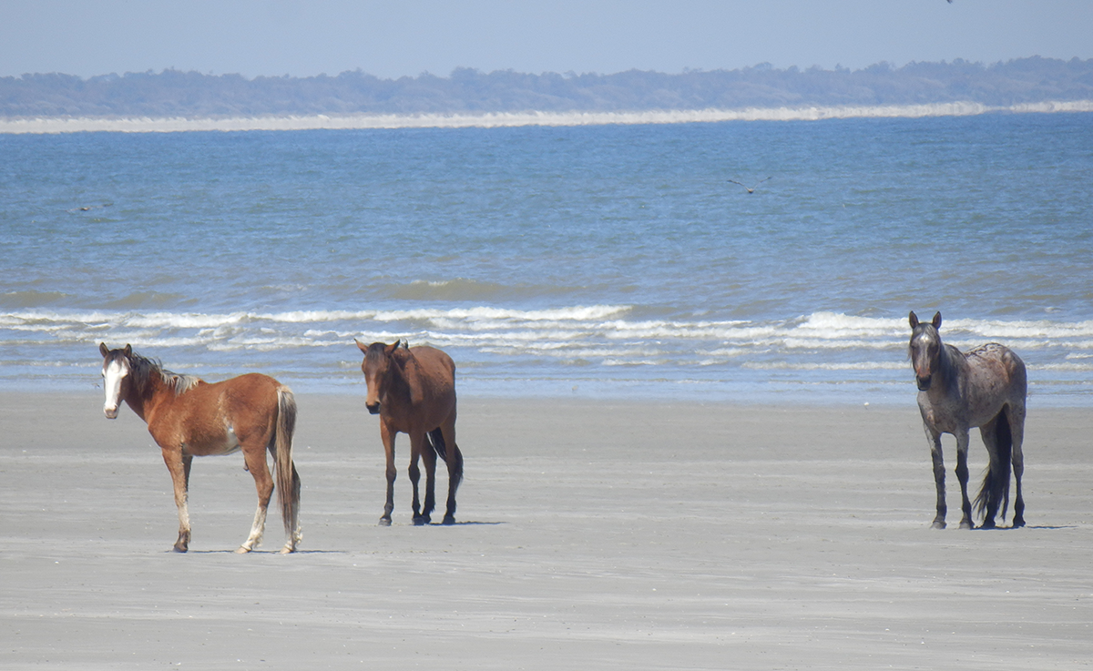 beach horses
