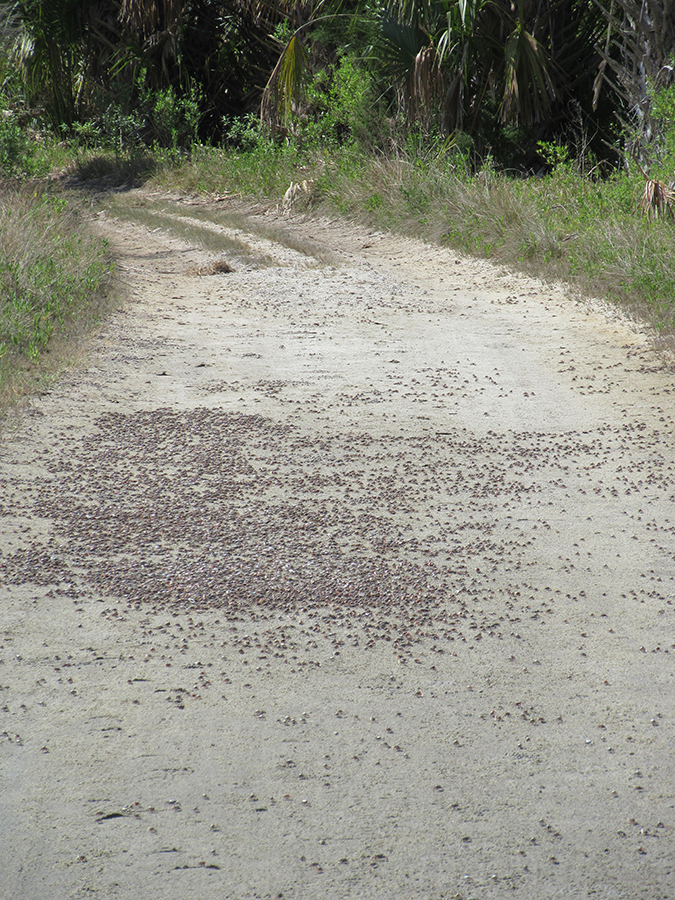 crabs