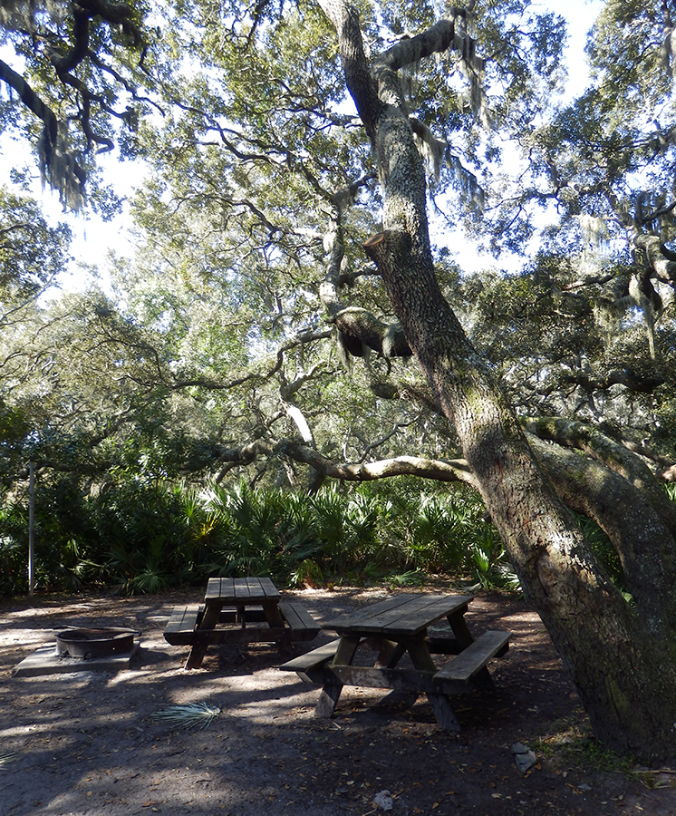 Cumberland Island camp