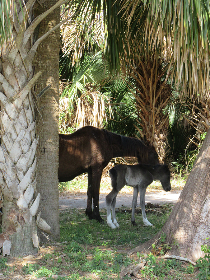 baby horse