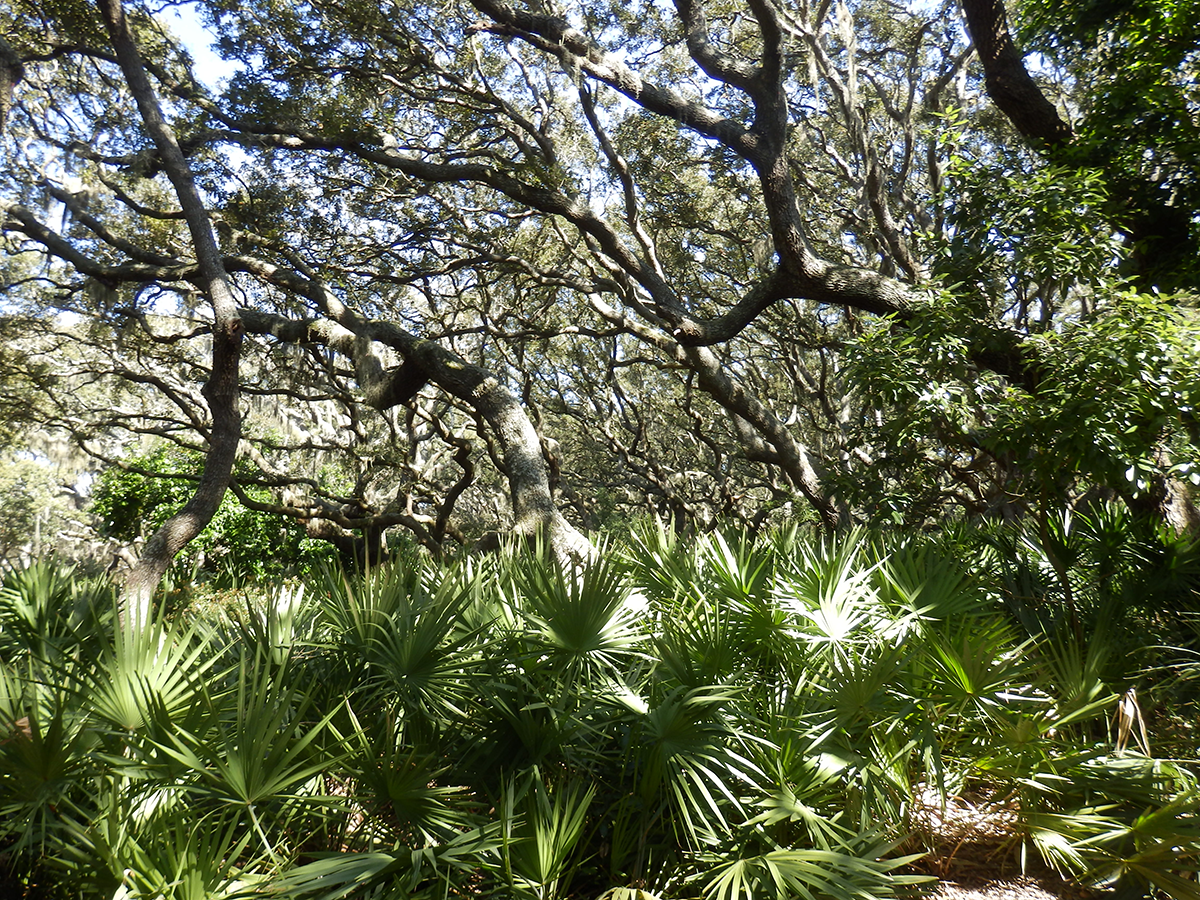 Cumberland Island forest