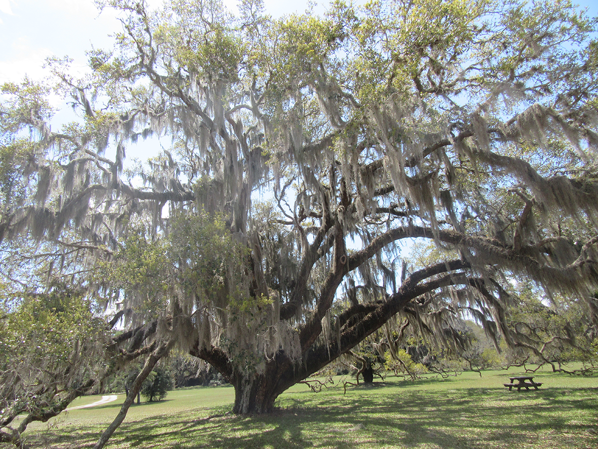 Cumberland live oak