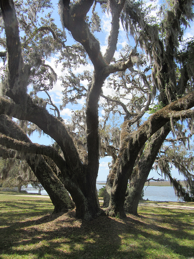 Cumberland live oak