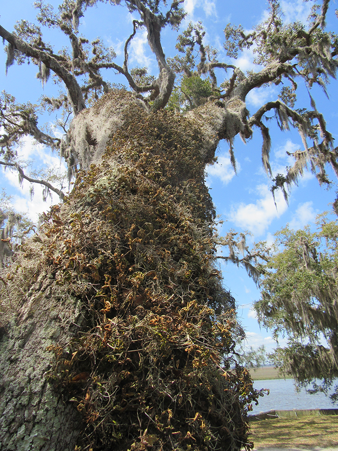 Resurrection Fern