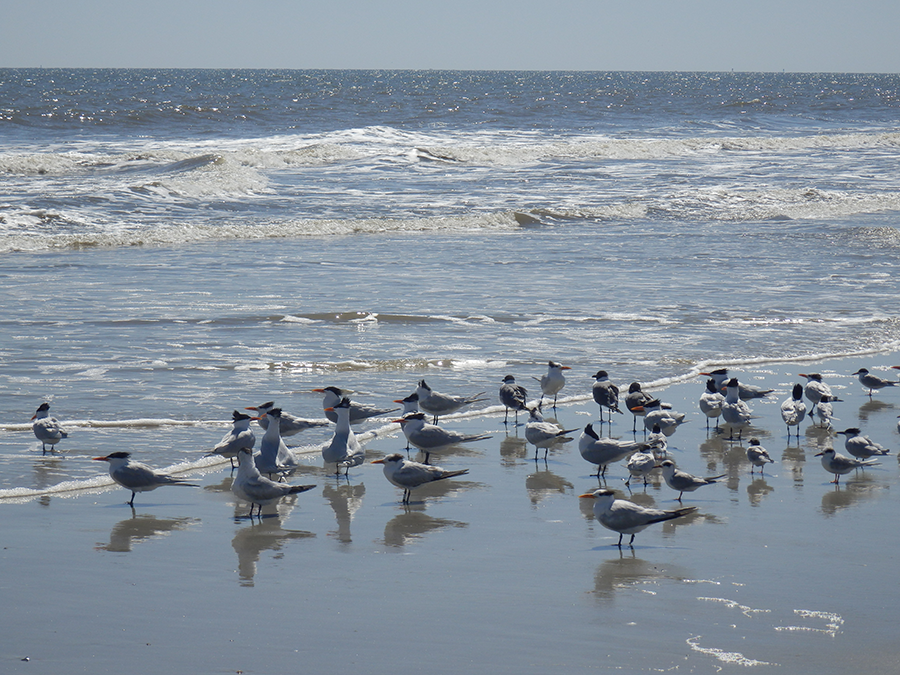 Cumberland Island birds