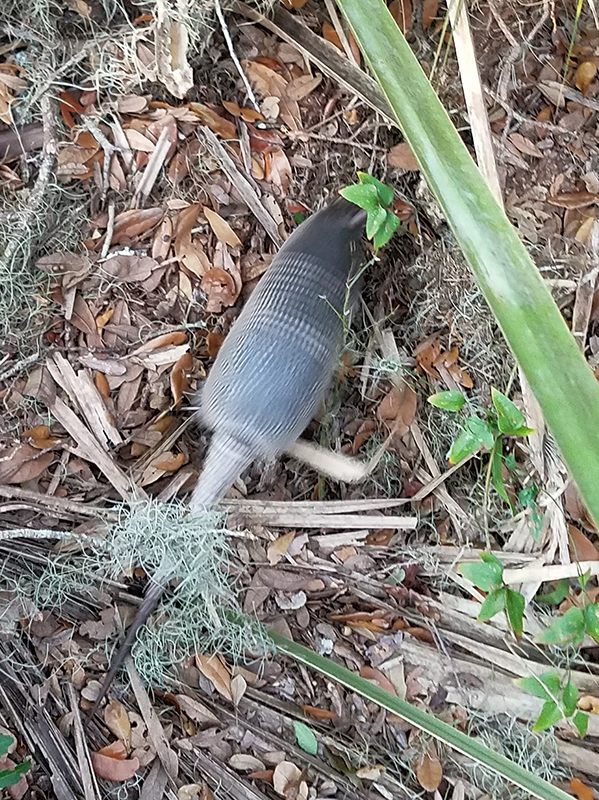 armadillo