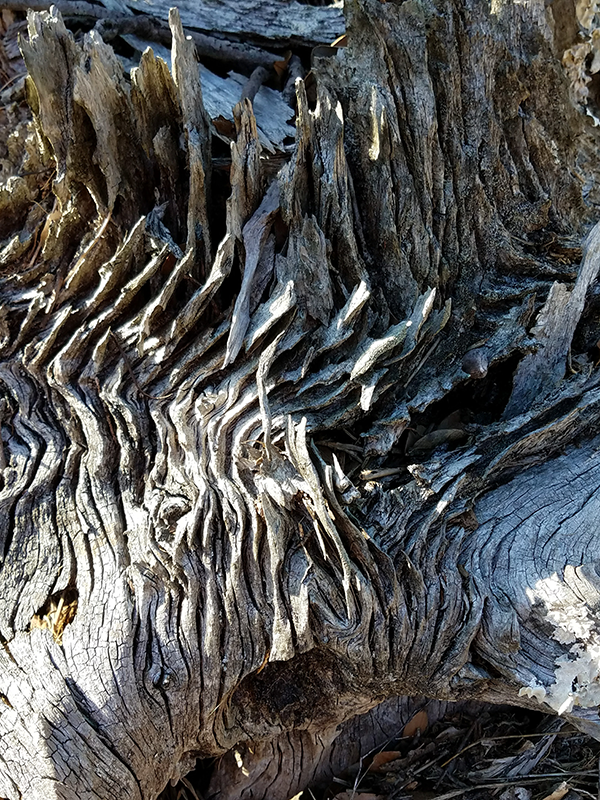 driftwood