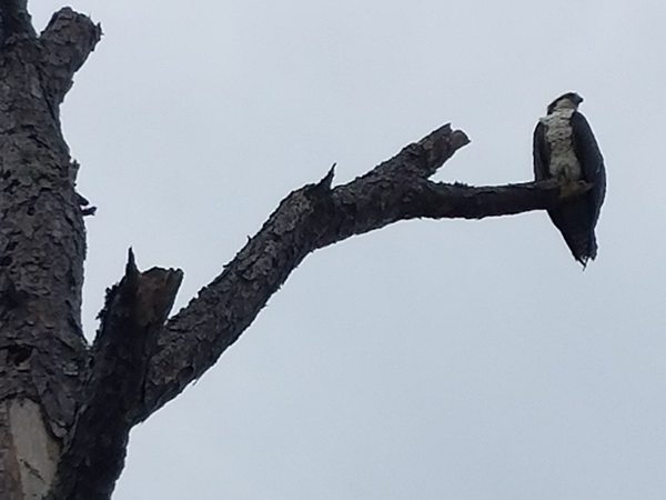 osprey