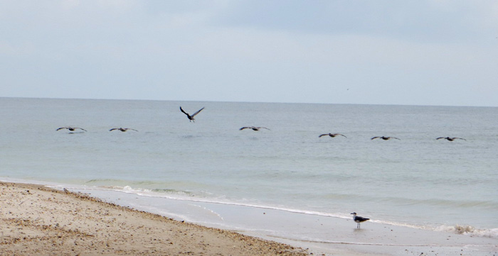 pelicans