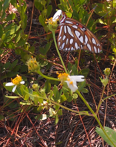 butterfly