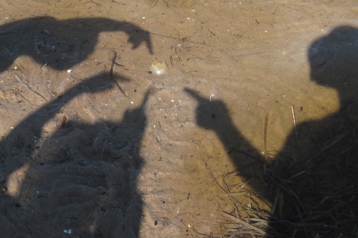 horseshoe crab