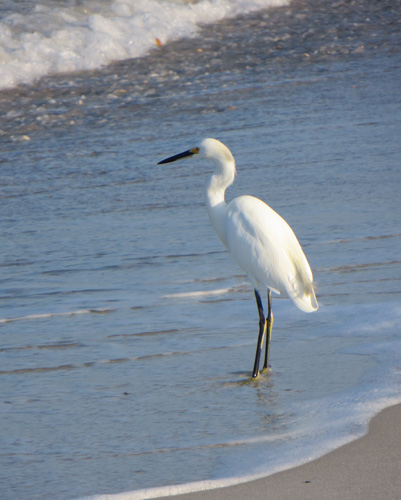 stork