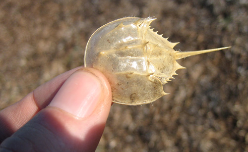 horseshoe crab