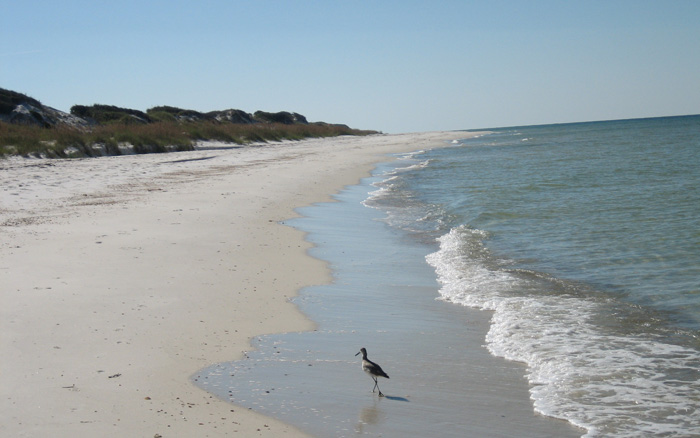 sandpiper