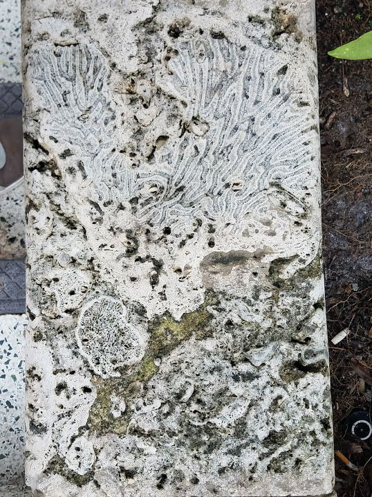limestone with coral