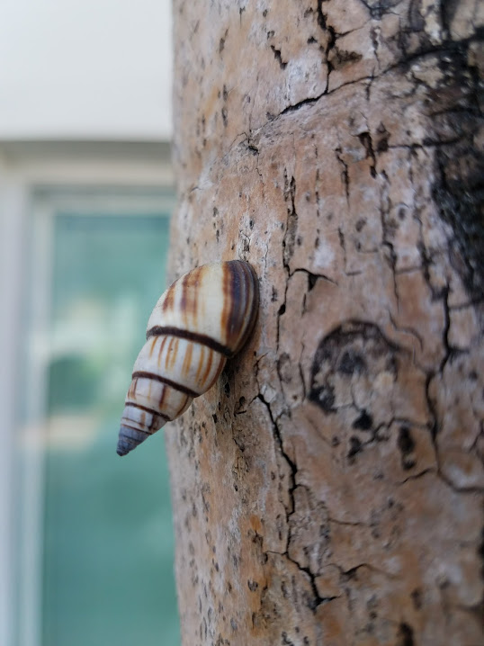 snail
