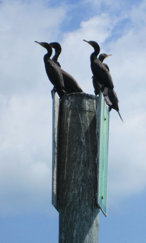 cormorants