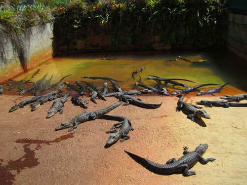 Everglades Alligator Farm