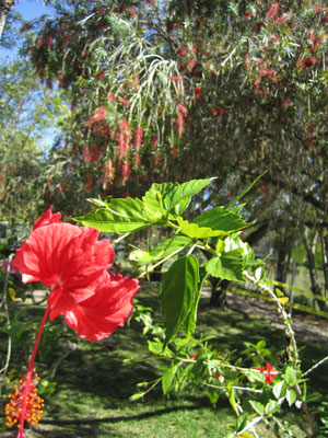 flowers