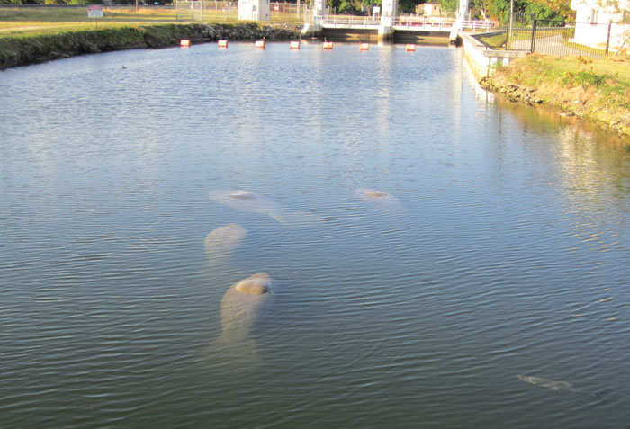 manatee