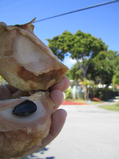 sapodilla