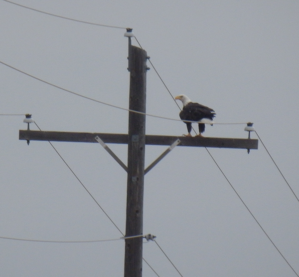 bald eagle