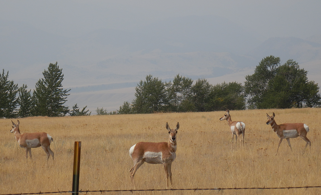 Where the deer and the antelope play