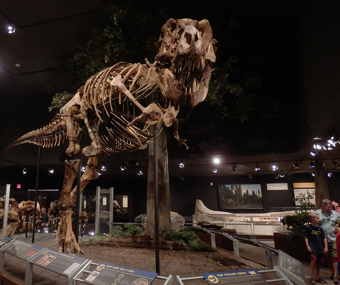 Museum of the Rockies