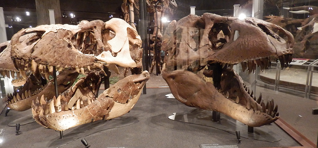 Museum of the Rockies