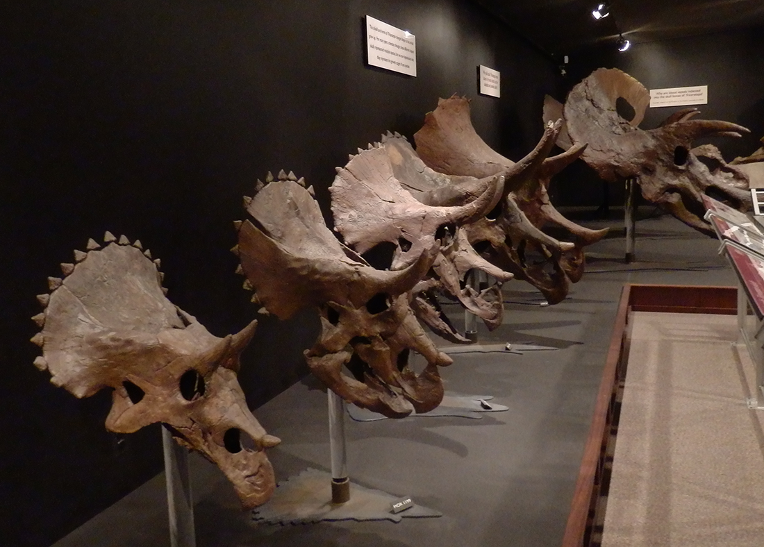 Museum of the Rockies