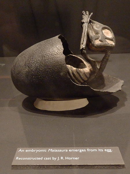 Museum of the Rockies