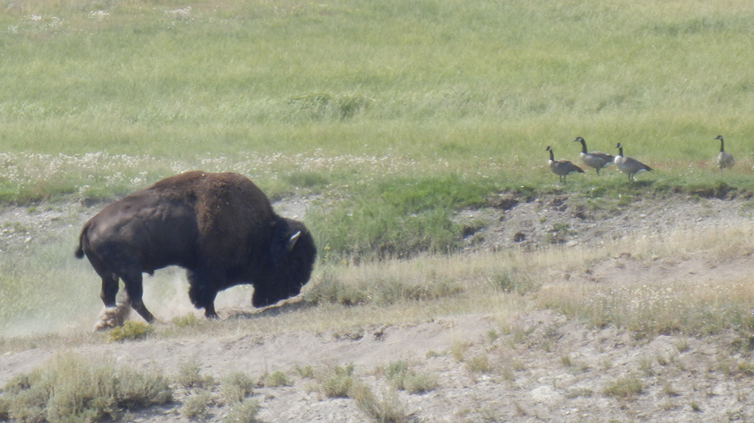 Yellowstone bison