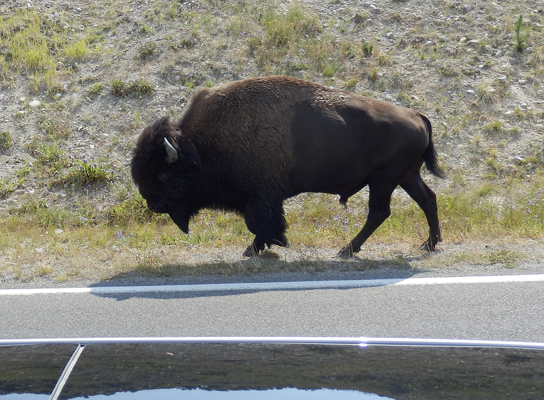 Yellowstone buffalo