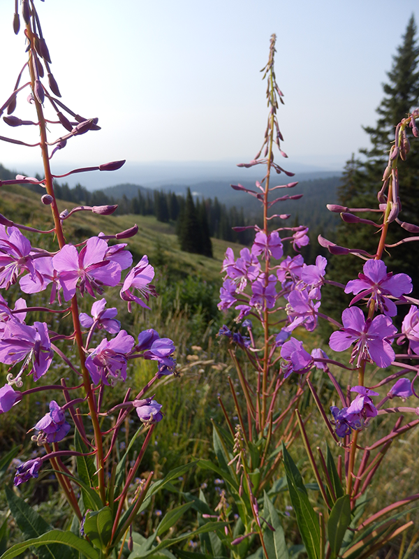 Mount Washburn, Yellowstone