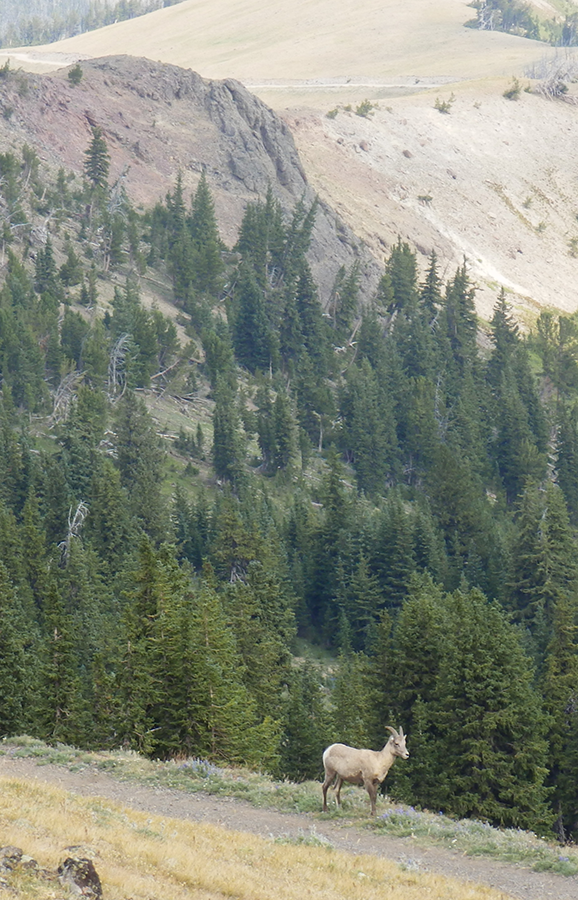 Big Horn Sheep