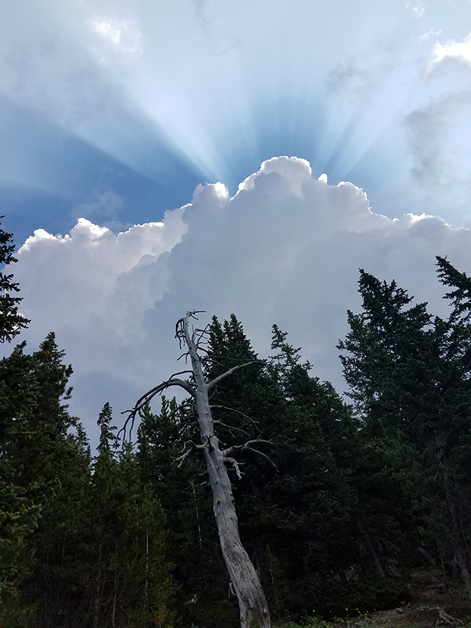 Mount Washburn, Yellowstone