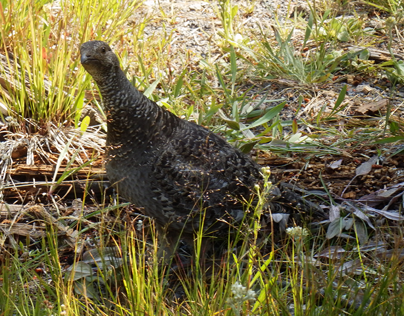 grouse