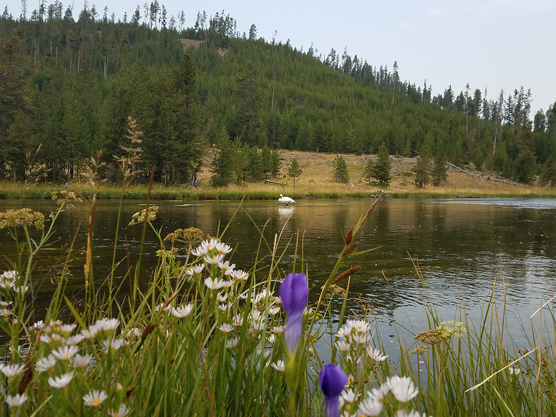 Yellowstone swam