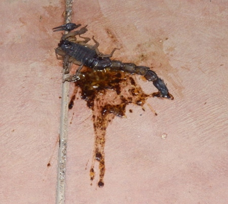 Scorpion: 1, TJ: 2