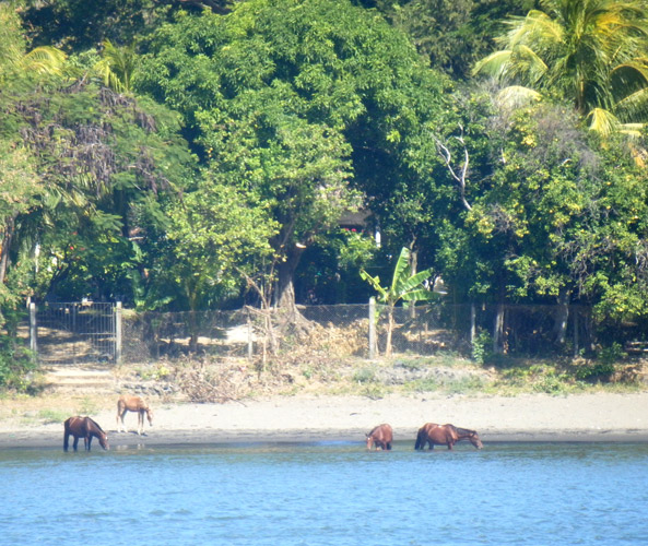 horses of Ometep