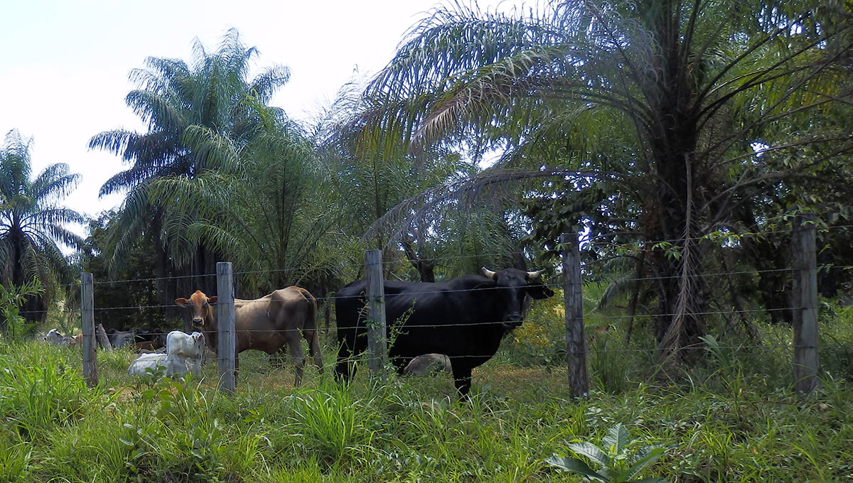 Panamanian cows