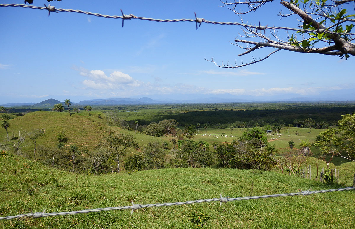 cows' eye view