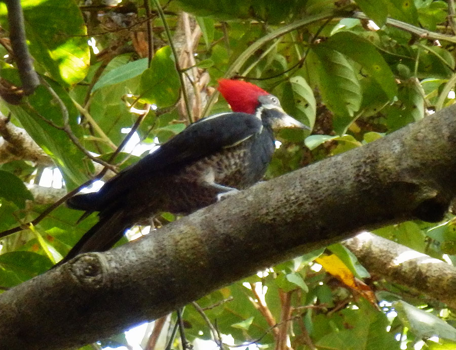 woodpecker