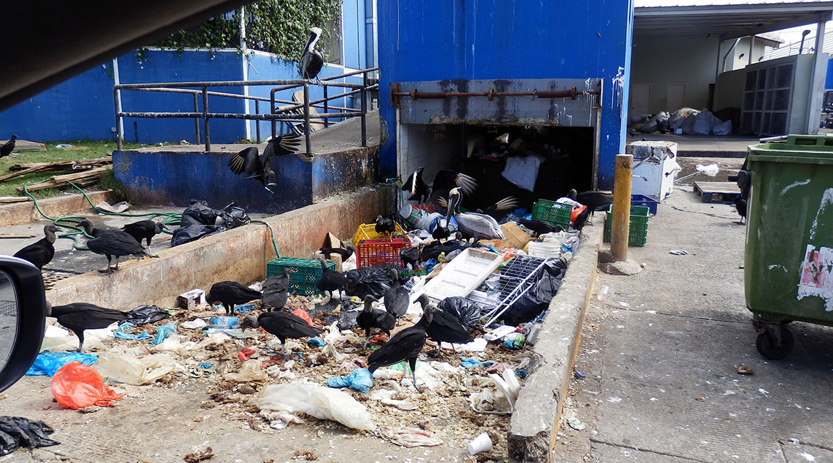 Panama fish market